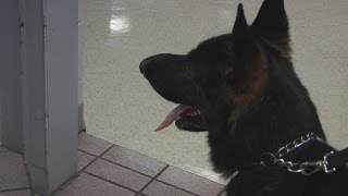 New K9 officer at Pike County Detention Center