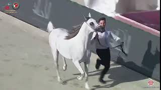 N312 RIEAN AL REMAS - Emirates Arabian Horse Breeders Championship 2021 - Colts 3 Years Old (Cla...