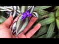 Wandering Jew flowers 💜/wandering Jew