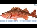Listen to fish talking