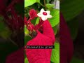 #Poinsettia Plant #landscape #gardening