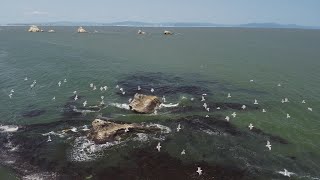 【自由飛行】奥松島 宮戸島 室浜漁港沖 黒島