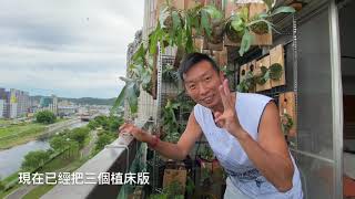 熱血阿傑超狂生態課！加入植床板 鹿角蕨陽台花園改造計畫二