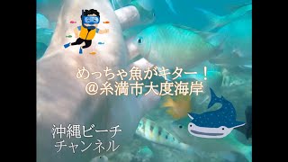 【沖縄ビーチ】糸満市大度海岸は魚もサンゴもいっぱいでおススメのビーチ【ショート版】