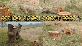 ଖଣ୍ଡପଡ଼ା ବ୍ଲକ ଅଧିନ କୋଟପୋଖରୀ ଗ୍ରାମ ଠାରୁ ସିଂଘାପଡା କୁ ସଂଯୋଗ କରୁଥିବା ମୁଖ୍ୟ ରାସ୍ତା କଡ଼ରୁ ଗଛ କାଟି ନେଉଛନ୍ତି