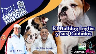 🐾 El Bulldog Ingles y sus cuidados | La Voz de tu Mascota