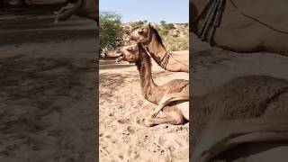 Male Camel enjoying with female camel || ذكر الجمل يستمتع مع أنثى الجمل | seasonal video