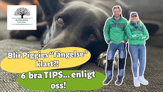 6 TIPS  om hur du kan MÅ BÄTTRE! Är det nu som Piggie uppgraderar sitt \