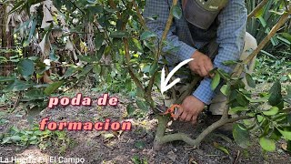 Poda de FORMACIÓN a un árbol de limón 🍋