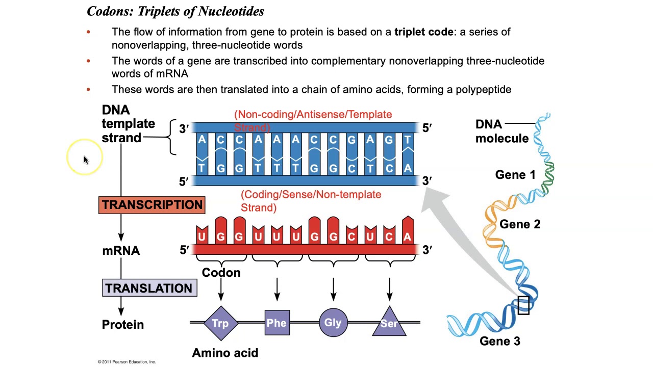 Biology Chapter 17 - Gene Expression - YouTube