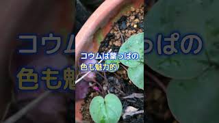 【124カメ】原種シクラメンコウムなら植えっぱなしで毎年花が咲きます【庭の大開拓時代】 #shorts