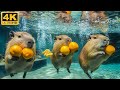 CUTE BABY ANIMALS Play in water 4K🌊💧:🎧 Soothing NOISE & PIANO melodies - Soothing WATER sounds🌿