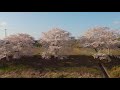 花見【2021.4.3 福島県郡山市 笹原川の桜】