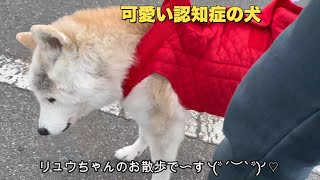 18歳の認知症ワンコだけど一人で歩きたいんです（老犬）（柴犬）（シニア犬）