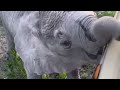 Baby Elephant Discovers a Safari Vehicle | Elephant Mom's Dilemma