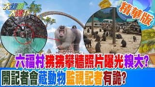 【大新聞大爆卦】六福村狒狒攀牆照片曝光糗大?開記者會藏動物監視記者有詭? 精華版3 20230330 @大新聞大爆卦HotNewsTalk