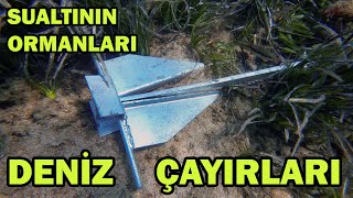 Sualtı Dünyası'nın Ormanları | Deniz Çayırları