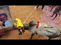 rangampeta jallikattu 🤯 15 01 2025 రంగంపేట జల్లికట్టు telugu jallikattu 2025 🤩 full video 😱