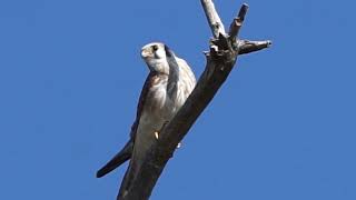 Kestrels are. Birds of Prey I have seen them attack redtails