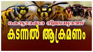 Kottarakkara Varthakal | Latest Kerala News | നീലേശ്വരത്ത് കടന്നൽ ആക്രമണം| Wasp Attacked