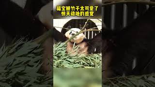 福宝掰竹子惊天动地的感觉呀。#大熊猫福宝