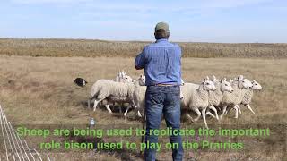 Targeted Conservation Grazing with RBC