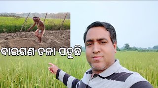 ଗାଁ ବିଲରେ ତଳା ପଡୁଛି ll Baigana tala ll Gouranga Nayak Odia Vlogs