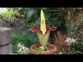 Cincinnati Zoo corpse flower, Morticia, in bloom