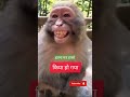 😅😊😛manki bandar funny manki comedy videofunny monkey