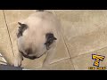 WARNING you may get HEART ATTACK from LAUGHTER - Best FUNNY FAIL & ANIMAL VIDEOS compilation