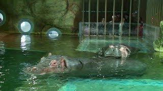 カバのペアリング開始（旭山動物園）Hippo starts living together