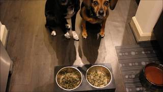 Cooked to Order Dog Food Delivered Fresh - NomNomNow Taste Test & Review #sponsored