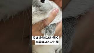 飼い主ににおいを嗅がれて？？の顔になるうさぎ #うさぎ #体臭 #臭い #ネザーランドドワーフ