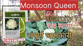 syngenta monsoon queen | cauliflower seeds for rainy season | फूल गोभी की उन्नत वैरायटी |