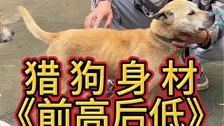 土猎的身材选法！前高后低，前宽后宽！广西土猎犬 喜欢中华田园犬请关注