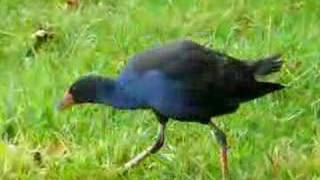 New Zealand Pukeko at Bird Sanctuary