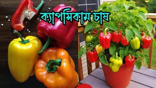 সঠিক পদ্ধতিতে ক্যাপসিকাম চাষ । টবে ক্যাপসিকাম চাষ । Capsicum cultivation । Sweet pepper @RoufAgro