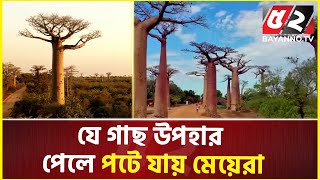 মেয়ে পটানো গাছ ! | Baobab Tree | Tree