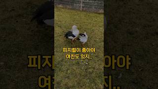 수컷들이 피지컬이 중요한 이유#shorts