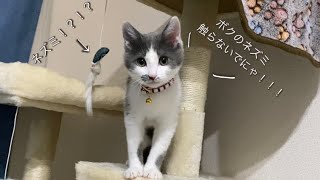 ベランダにきた子猫を保護しました