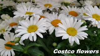 Costco 新上市的耐寒花期长容易打理的多年生花卉