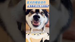 柴犬哪些动作不礼貌 #冷知识 #柴犬 #科普 #shorts