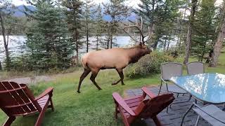 Best place to stay in jasper : Patricia Lake Bungalows : Walk around