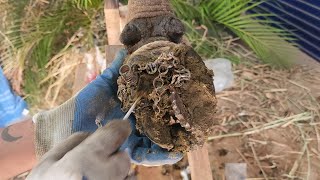 Expert Farmer Shares Top Cow Hoof Care and Trimming Techniques