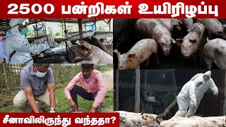 நாட்டிலேயே முதன்முறையாக அசாமில் ஆப்ரிக்க ஸ்வைன் ஃப்ளூ | அடுத்த சோதனை | Aadhan Tamil