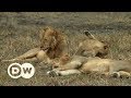 Repopulating wildlife parks in Mozambique | DW English