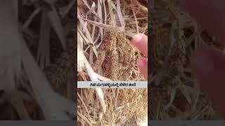 Ragi🌾 father/son #ರಾಗಿ #ತೆನೆ #city #village #healthy #indianfood #millet #villagelife #procedure