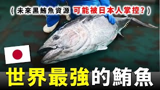 這是日本人統治全世界黑鮪魚的陰謀嗎？ ! 😮 養殖鮪魚的口感，是否能超越野生黑鮪魚 ?