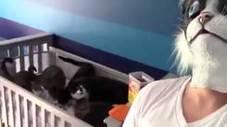 Man in Cat Mask Scares Cats: AWKWARD MOMENT