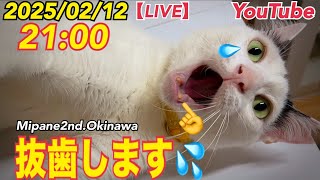 【LIVE】いよいよ今週『スネオ』の抜歯治療・今月も野良猫が増えないようにTNR活動・全国より里親さん大募集！